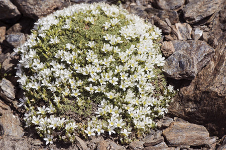 Arenaria tetraquetra Spanish sandwort pad-shaped plant with small beautiful white flowers that appear on the mountain after melting snow flash lightingの写真素材