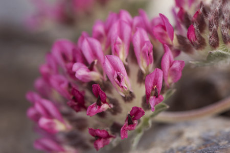 Anthyllis Vulneraria kidneyvetch creeping plant with dark red flowers forming bows on brown background light by flashの写真素材