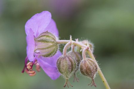 Geranium macrorrhizum bigroot Bulgarian geranium or rock crane's-bill small plant with delicate pink...