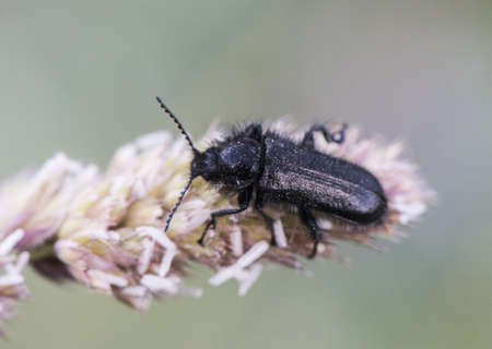 Henicopus sp small black hairy beetles with blue reflections, very common in grassy meadows where pesticides are not used flash lightingの写真素材