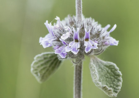 Marrubium supinum scallop shell medium-sized plant with hairy leaves and beautiful purple and white flowers light by flashの写真素材