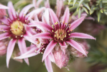 Sempervivum minutum Zeus beard is a green and red high mountain succulent plant with incredible star-shaped flowers with large dark stamens flash lightingの写真素材