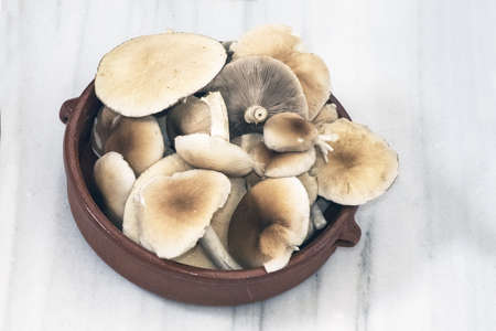 Agrocybe cylindracea or aegerita the poplar or chestnut mushroom high quality edible mushroom whitish underneath and tobacco brown on the hat light by flashの写真素材