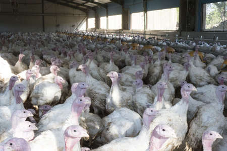 Turkey fattening farm, in intensive system, indoors and under controlled conditions natural lightの写真素材