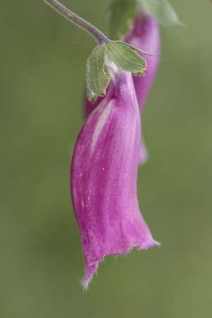 Digitalis purpurea foxglove medium plant with pink flowers and thimble shape on unfocused green...