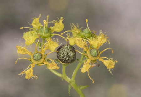 Ruta angustifolia Fringed rue herb of grace very peculiar flowering shrub plant with intense and...
