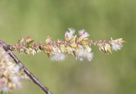 Tamarix africana African tamarisk shrub or small tree with small green leaves with tiny white...