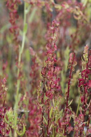 Rumex bucephalophorus docks small plant with a peculiar reddish color flash lightingの写真素材