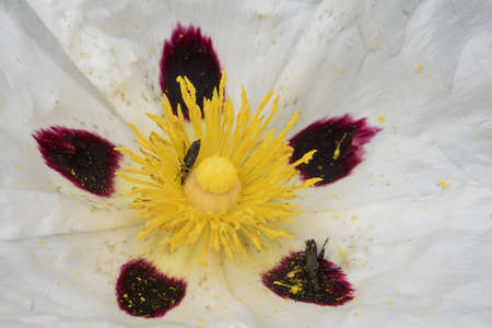 Cistus ladanifer large white flower with purple spots in the center flash lighting
