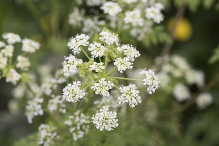 Conium maculatum hemlock toxic plant with small white flowers forming umbels light by flashの写真素材