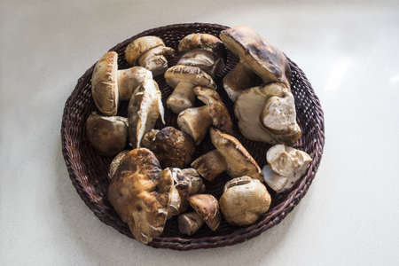 Boletus aereus queen or bronze bolete, ferrous brown mushroom on the hat and light brown on the foot light by flashの写真素材