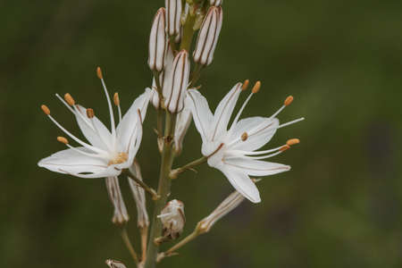 Asphodelus ramosus branched asphodel plant with tall rods filled with beautiful white flowers with reddish veins and orange stamens light by flashの写真素材