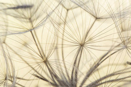 Tragopogon porrifolius Purple salsify vilanos and seeds with umbrella shaped feathery filaments on...