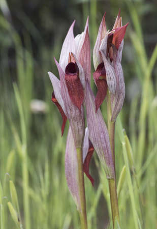 Serapias occidentalis large wild orchid with deep dark red flowers with a red velvet appearance light by flashの写真素材