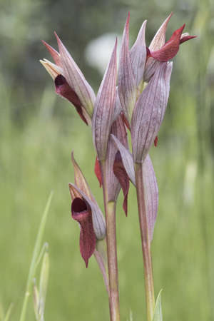 Serapias occidentalis large wild orchid with deep dark red flowers with a red velvet appearance light by flashの写真素材