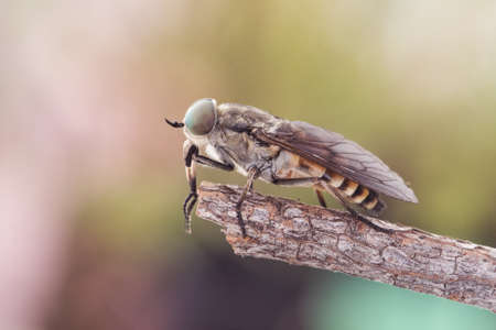 Tabanus species Common horse fly large parasitic fly with green eyes and brown and black abdomen on green and brown blur background flash lightingの写真素材