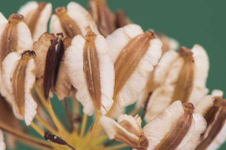 Thapsia villos villous deadly carrot fruits of light brown and beigh color on blurred deep green...