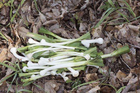 Allium ampeloprasum broadleaf wild leek edible wild plant very similar to cultivated leek but with...