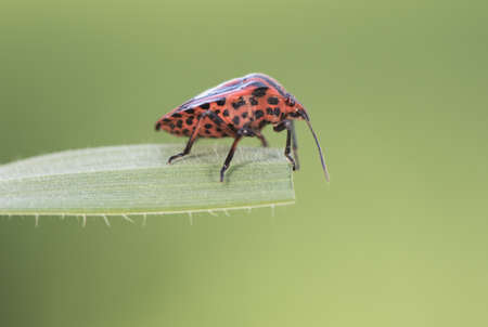Graphosoma lineatum beautiful red stink bug with black lines, very common on different plants during spring and summer light by flashの写真素材