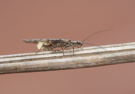 Plecoptera stone fly insect with long antennae and wings with black venation is used as bait for...