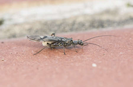 Plecoptera stone fly insect with long antennae and wings with black venation is used as bait for...