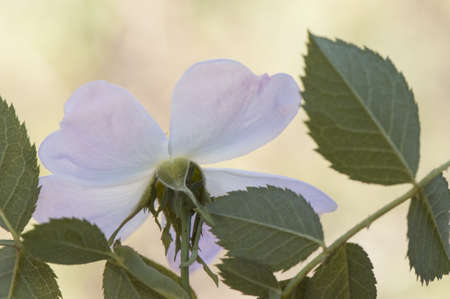 Rosa canine wild rose species wild shrub with large roses and few pretty pale pink petals on unfocused green background flash lightingの写真素材