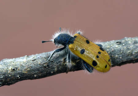 Trichodes octopunctatus eight-point beetle small 1.5 mm insect with yellowish elytra and body...