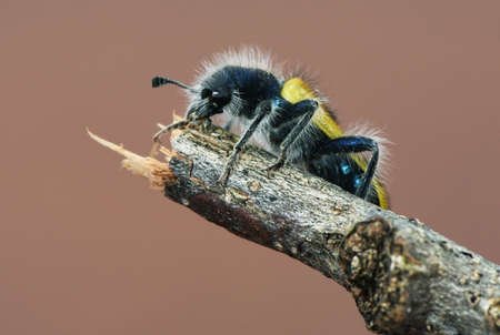 Trichodes octopunctatus eight-point beetle small 1.5 mm insect with yellowish elytra and body...