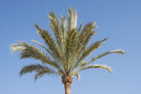 Green palm trees with blue sky in the background natural daylight