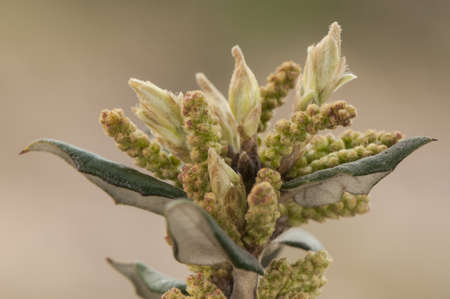 Quercus ilex holm oak flowers, male catkins at the ends of the branches in spring flash lighting