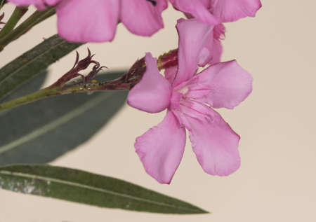 Nerium oleander is a medium sized shrub with lovely large deep pink flowers and lanceolate green...