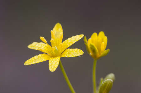 Gagea yellow star of Bethlehem small yellow bulbous flower that grows in damp places light by flash