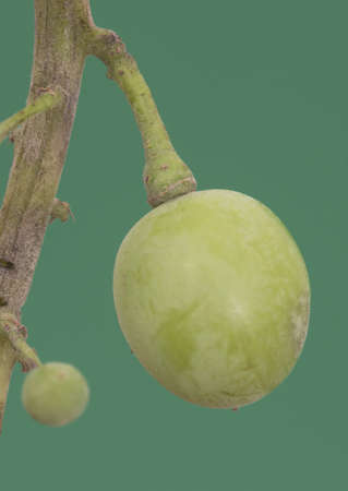 Immature green grapes hanging from the stem on a green background of intense homogeneous color flash...