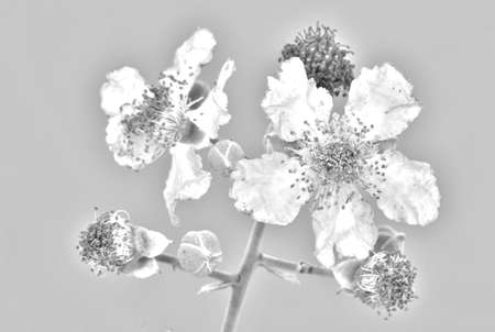 Rubus ulmifolius image of this flower desaturating the color and leaving a black and white outline with the lines that draw the silhouette of the plant schemeの写真素材