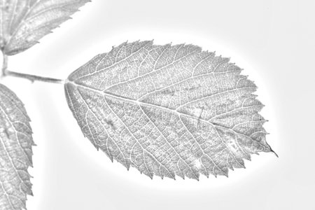 Rubus ulmifolius image of this flower desaturating the color and leaving a black and white outline with the lines that draw the silhouette of the plant schemeの写真素材