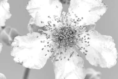 Rubus ulmifolius image of this flower desaturating the color and leaving a black and white outline with the lines that draw the silhouette of the plant schemeの写真素材