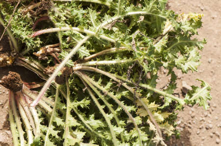 Scolymus hispanicus Spanish oyster thistle is an edible plant very culinary appreciated in certain...