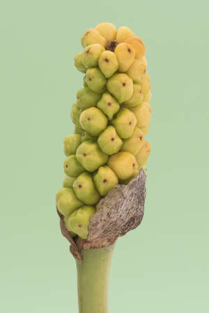 Arum italicum Italian arum ripening fruits of this curious pineapple-like plant with yellow-green or...