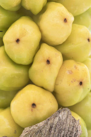 Arum italicum Italian arum ripening fruits of this curious pineapple-like plant with yellow-green or...