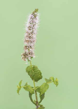 Mentha spicata Spearmint rod filled with small purple and white flowers with purple stamens and...