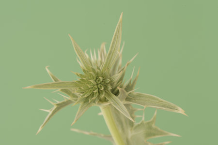 Eryngium campestre field eryngo Watling Street thistle plant with spiked small floes like artichokes and long spiked leaves on rich light green background flash lightingの写真素材