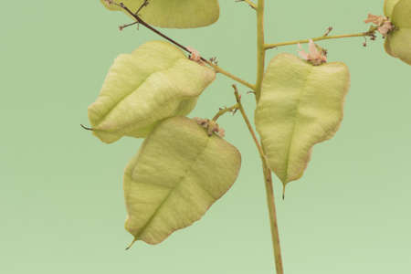 Koelreuteria paniculata goldenrain tree green pods shaped like lanterns with fruits hanging from the...