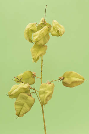 Koelreuteria paniculata goldenrain tree green pods shaped like lanterns with fruits hanging from the branches on a homogeneous deep green background flash lightingの写真素材