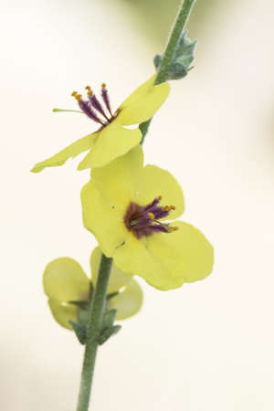 Verbascum sinuatum scallop-leaved mullein deep yellow flowers with hairy purple and orange-yellow...