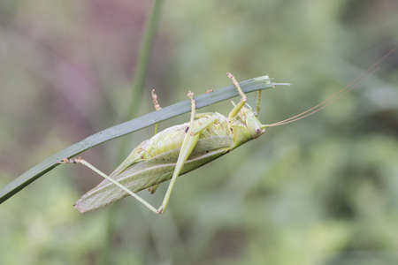 Tettigonia viridissima Great green bush-cricket insect of good size of green color female with the...