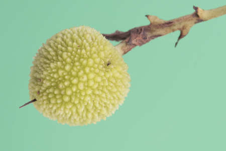 Arbutus unedo madrone fruit of the strawberry tree still green hanging from the pedicle with a...