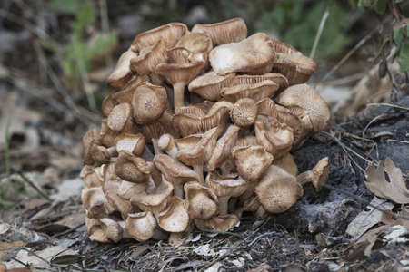 Armillaria tabescens Ringless honey mushroom light brown mushroom pink blades cuticle with scales...