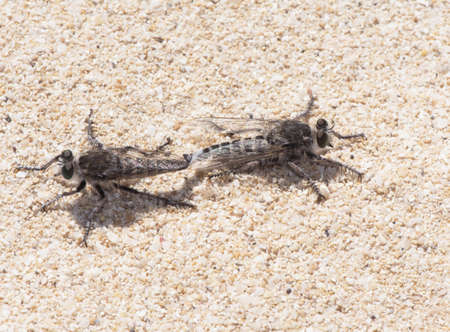 Promachus consanguineus robberfly diptero of the Asilidae family, large, pair mating perched on sand...