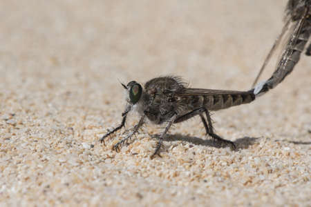 Promachus consanguineus robberfly diptero of the Asilidae family, large, pair mating perched on sand...