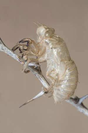 Cicada cf barbarus exuvia of this insect hanging on a thorny branch on blurred brown background...